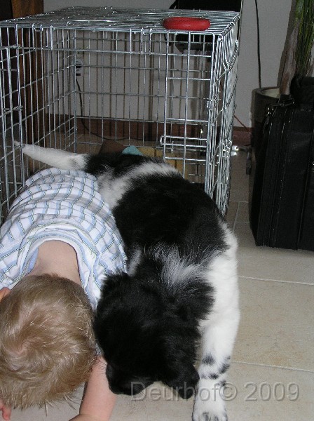 Onze Friese Stabij Pup - 101.JPG