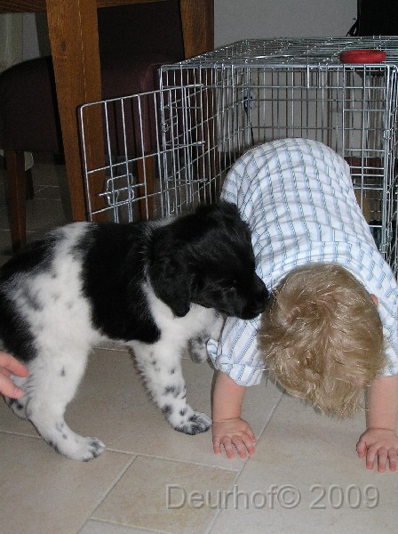 Onze Friese Stabij Pup - 102.JPG