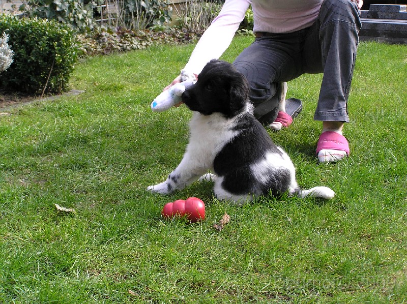 Onze Friese Stabij Pup - 94.JPG