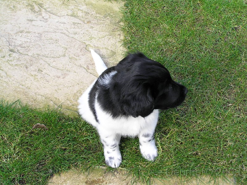 Onze Friese Stabij Pup - 96.JPG