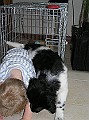 Onze Friese Stabij Pup - 101