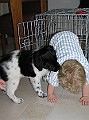 Onze Friese Stabij Pup - 102