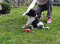 Onze Friese Stabij Pup - 94
