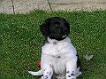 Onze Friese Stabij Pup - 95