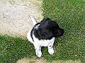 Onze Friese Stabij Pup - 96