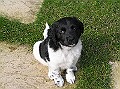 Onze Friese Stabij Pup - 97
