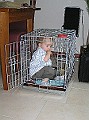 Onze Friese Stabij Pup - 99