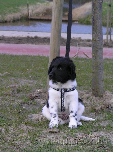Onze Friese Stabij Pup - 108.JPG