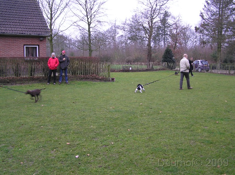 Onze Friese Stabij Pup - 115.JPG