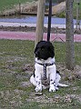 Onze Friese Stabij Pup - 108