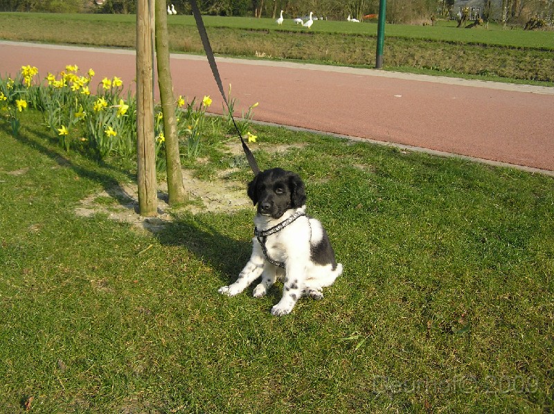 Onze Friese Stabij Pup - 128.JPG