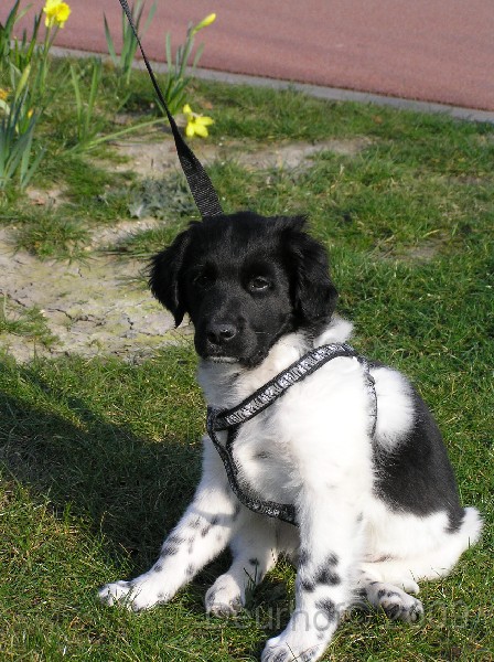 Onze Friese Stabij Pup - 129.JPG