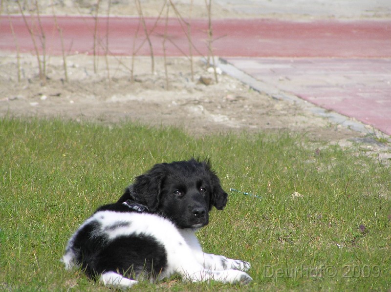 Onze Friese Stabij Pup - 140.JPG