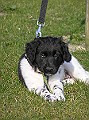 Onze Friese Stabij Pup - 119