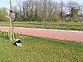 Onze Friese Stabij Pup - 120