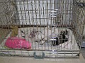 Onze Friese Stabij Pup - 167