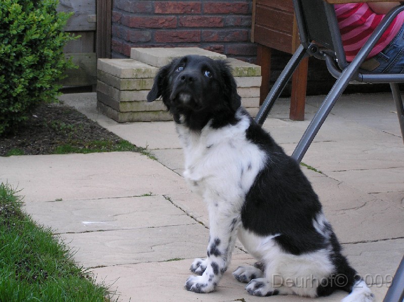 Onze Friese Stabij Pup - 198.JPG