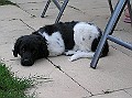 Onze Friese Stabij Pup - 202