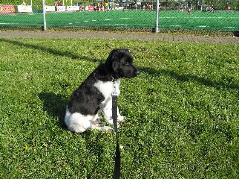 Onze Friese Stabij Pup - 214.JPG