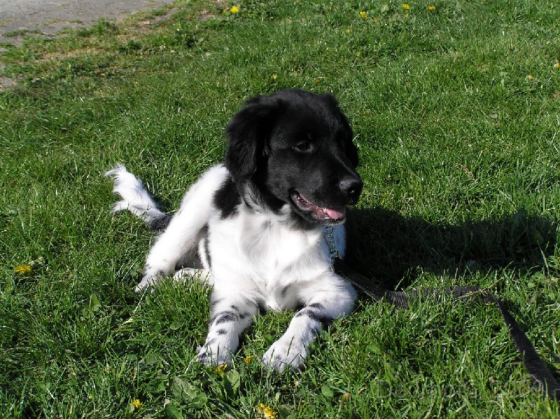 Onze Friese Stabij Pup - 219.JPG
