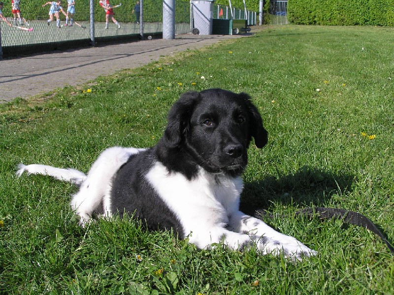 Onze Friese Stabij Pup - 222.JPG