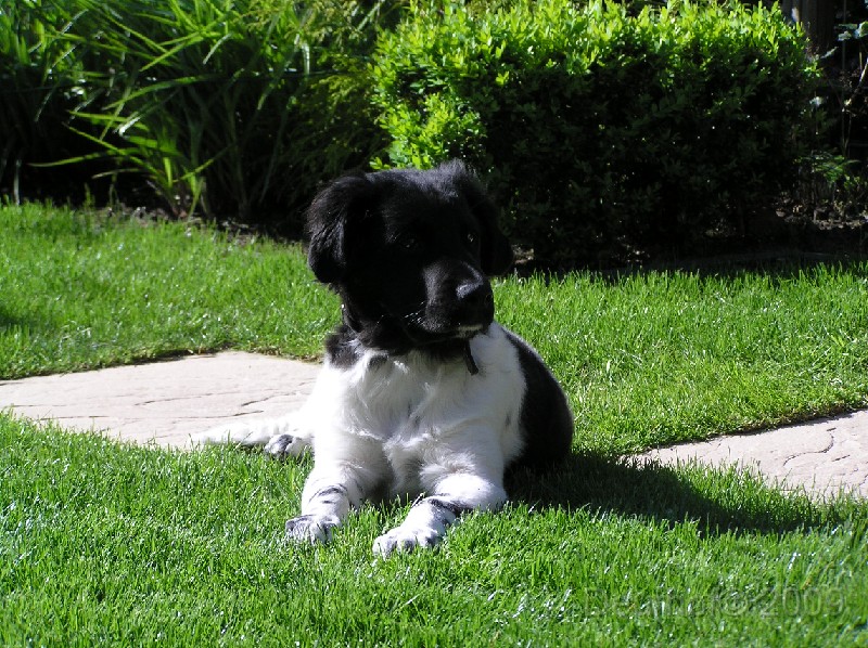 Onze Friese Stabij Pup - 231.JPG