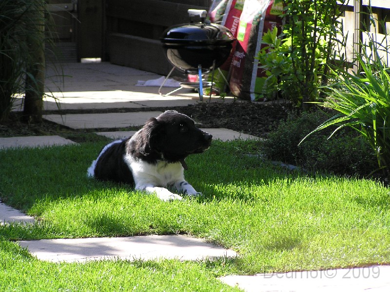 Onze Friese Stabij Pup - 235.JPG