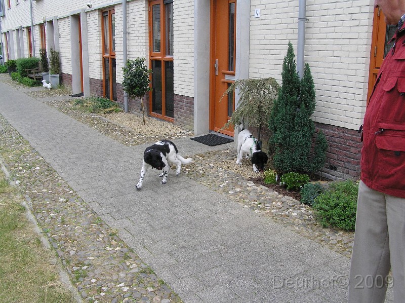 Onze Friese Stabij Pup - 259.JPG - Volgende keer bij jou thuis !!!