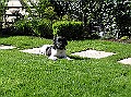 Onze Friese Stabij Pup - 230