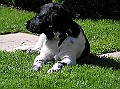 Onze Friese Stabij Pup - 232