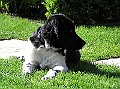 Onze Friese Stabij Pup - 233