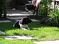 Onze Friese Stabij Pup - 235