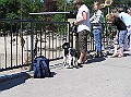 Onze Friese Stabij Pup - 238
