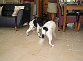 Onze Friese Stabij Pup - 245