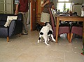Onze Friese Stabij Pup - 246