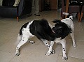 Onze Friese Stabij Pup - 247