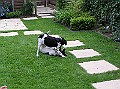 Onze Friese Stabij Pup - 249