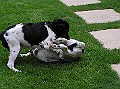 Onze Friese Stabij Pup - 250