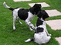 Onze Friese Stabij Pup - 251