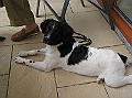 Onze Friese Stabij Pup - 252