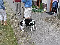 Onze Friese Stabij Pup - 253