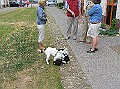 Onze Friese Stabij Pup - 255