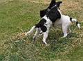 Onze Friese Stabij Pup - 258