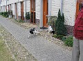 Onze Friese Stabij Pup - 259