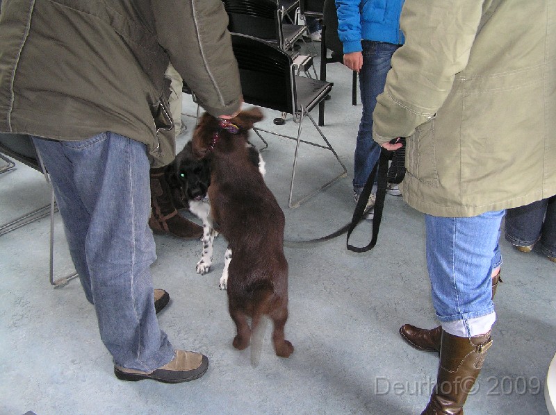 Onze Friese Stabij Pup - 260.JPG - Puppy-party bij de dierenarts...