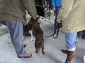Onze Friese Stabij Pup - 260
