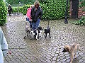 Onze Friese Stabij Pup - 265
