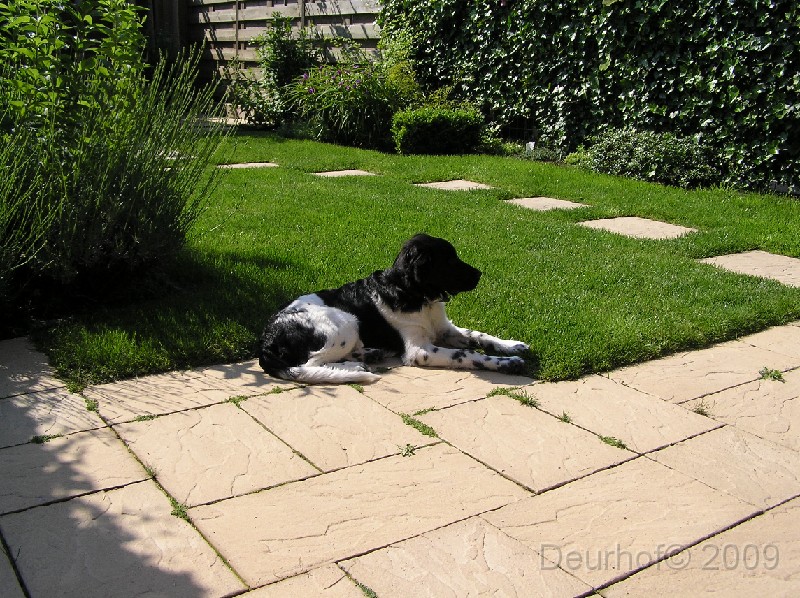 Onze Friese Stabij Pup - 266.JPG