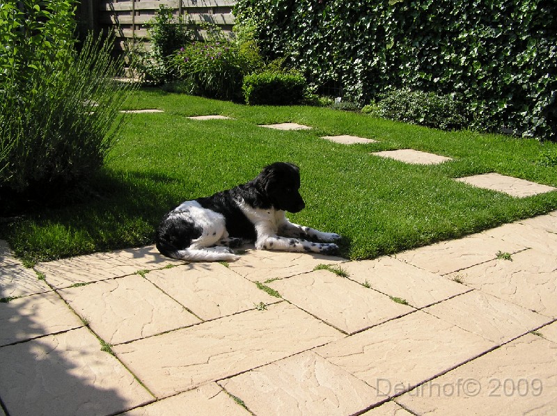 Onze Friese Stabij Pup - 267.JPG