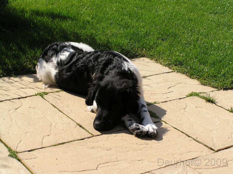Onze Friese Stabij Pup - 268.JPG